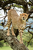 Männlicher Gepard (Acinonyx jubatus) steht auf einem Baumstamm und schaut nach rechts, Klein's Camp, Serengeti-Nationalpark; Tansania.
