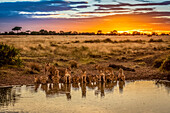 Pride of lions (Panthera leo) lie drinking from pond, Grumeti Serengeti Tented Camp, Serengeti National Park; Tanzania