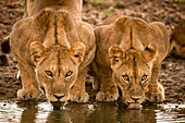 Zwei Löwinnen (Panthera leo) liegen und trinken aus einem Wasserloch, Grumeti Serengeti Tented Camp, Serengeti National Park; Tansania