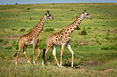 Two Masai giraffe (Giraffa camelopardalis tippelskirchii) cross savannah in sunshine, Cottar's 1920s Safari Camp, Maasai Mara National Reserve; Kenya