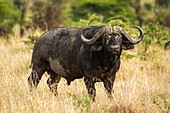 Cape buffalo (Syncerus caffer) stands in grass eyeing camera, Cottar's 1920s Safari Camp, Maasai Mara National Reserve; Kenya
