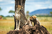 Gepard (Acinonyx jubatus) sitzt mit seinen Jungen auf einem Termitenhügel, Grumeti Serengeti Tented Camp, Serengeti National Park; Tansania.