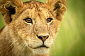 Nahaufnahme eines Löwenjungen (Panthera leo), Kopf und Schultern, Grumeti Serengeti Tented Camp, Serengeti National Park; Tansania.