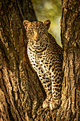 A leopard (Panthera pardus) sits in the forked trunk of a tree. It has a brown, spotted coat and is looking straight at the camera, Serengeti National Park; Tanzania