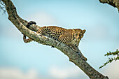 Leopard (Panthera pardus) lies on diagonal branch looking down, Klein's Camp, Serengeti National Park; Tanzania