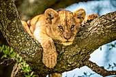 Löwenjunges (Panthera leo) schaut von einem mit Flechten bedeckten Ast aus, Grumeti Serengeti Tented Camp, Serengeti National Park; Tansania.