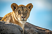 Löwin (Panthera leo) sitzt und schaut über Felsbrocken, Klein's Camp, Serengeti National Park; Tansania