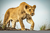 Löwin (Panthera leo) läuft auf einem Felsen unter blauem Himmel, Cottar's 1920s Safari Camp, Maasai Mara National Reserve; Kenia.
