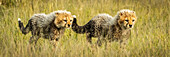 Panorama of two cheetah cubs (Acinonyx jubatus) walking together, Grumeti Serengeti Tented Camp, Serengeti National Park; Tanzania