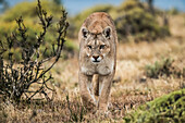 Puma mit verletztem Auge beim Spaziergang durch die Landschaft in Südchile; Chile