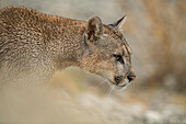 Seitenansicht eines Pumas in Südchile; Chile