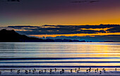 Beach with silhouetted birds and coastline at sunrise, Coromandel Peninsula; North Island, New Zealand