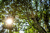 Swamp vegetation with sunburst through the trees, Bigodi Wetland Sanctuary, near Kibale Forest; Western Region, Uganda