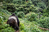 Mountain gorilla (Gorilla beringei beringei), Bwindi Impenetrable National Park; Western Region, Uganda