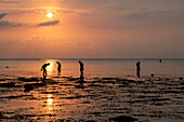 People collecting shells on the beach at sunset; Lovina, Bali, Indonesia