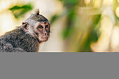 Juvenile Balinese long-tailed Monkey (Macaca fascicularis), Ubud Monkey Forest; Bali, Indonesia