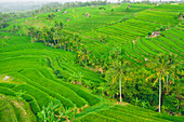 Drohnenansicht der Reisterrassen auf Bali, Jatiluwih Reisterrasse; Tabanan, Bali, Indonesien
