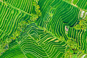 Drohnenansicht der Reisterrassen auf Bali, Jatiluwih Reisterrasse; Tabanan, Bali, Indonesien