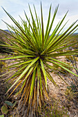 Yucca-Pflanze im Vordergrund auf dem Dog Canyon National Recreational Trail, Sacramento Mountains, Chihuahuan-Wüste im Tularosa-Becken, Oliver Lee Memorial State Park; Alamogordo, New Mexico, Vereinigte Staaten von Amerika