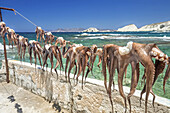Octopuses hanging in a row on a line to dry along the water's edge; Milos, Greece