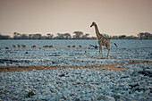 Giraffe and herd of antelope, Etosha National Park; Namibia