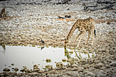Giraffe and Helmeted Guineafowl (Numida meleagris), Etosha National Park; Namibia