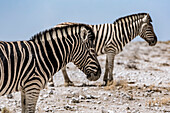Herde Steppenzebras (Equus quagga), Etosha-Nationalpark; Namibia.