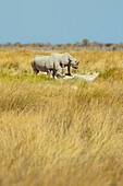 Black Rhinoceros (Diceros bicornis), Etosha National Park; Namibia