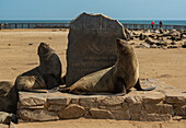 Fur seals at Cape Cross Seal Colony, Skeleton Coast; Namibia