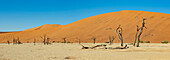 Deadvlei, eine weiße Lehmpfanne, umgeben von den höchsten Sanddünen der Welt, Namib-Wüste; Namibia.
