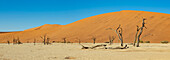 Deadvlei, a white clay pan surrounded by the highest sand dunes in the world, Namib Desert; Namibia