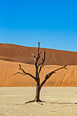 Deadvlei, eine Pfanne aus weißem Lehm, umgeben von den höchsten Sanddünen der Welt und Kameldornbäumen (Vachellia erioloba), Namib-Wüste; Namibia.