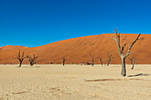 Deadvlei, eine weiße Lehmpfanne, umgeben von den höchsten Sanddünen der Welt und Kameldornbäumen (Vachellia erioloba), Namib-Wüste; Namibia.
