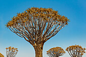 Köcherbäume (Aloidendron dichotomum) im Köcherbaumwald, Gariganus-Farm, in der Nähe von Keetmanshoop; Namibia.