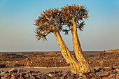 Köcherbaum (Aloidendron dichotomum), Hardap Resort, Hardap Region; Namibia.