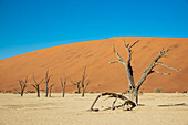 Deadvlei, eine weiße Lehmpfanne, umgeben von den höchsten Sanddünen der Welt, Namib-Wüste; Namibia.