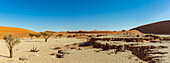 Deadvlei, a white clay pan surrounded by the highest sand dunes in the world, Namib Desert; Namibia