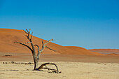 Kameldornbaum (Vachellia erioloba) im Deadvlei, einer weißen Lehmpfanne, umgeben von den höchsten Sanddünen der Welt, Namib-Wüste; Namibia.