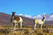 Llamas (Lama glama) in der Altiplano-Landschaft; Potosi, Bolivien