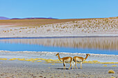 Vicunas (Vicugna vicugna) in der Nähe eines Sees im Altiplano; Potosi, Bolivien.