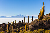 Cactus Island in the Salar de Uyuni; Potosi, Bolivia