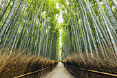 Kameyama-Bambuswald; Kyoto, Kansai, Japan.