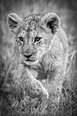 Ein Löwenjunges (Panthera leo) läuft durch langes Gras auf die Kamera zu. Es hebt seine rechte Pfote und starrt aufmerksam, Serengeti-Nationalpark; Mara-Region, Tansania