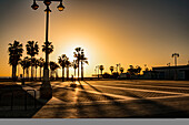 Sonnenaufgangssilhouette von Palmen in Spanien; Valencia, Valencia, Spanien
