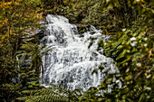 Hopetoun Falls; Buchenwald, Victoria, Australien.