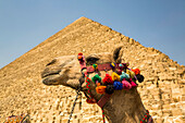 Verziertes Kamel und Cheops-Pyramide (Cheops), Pyramidenkomplex von Gizeh, UNESCO-Welterbe; Gizeh, Ägypten