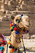 Verziertes Kamel und Pyramidenkomplex von Gizeh, UNESCO-Welterbe; Gizeh, Ägypten.
