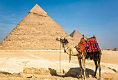 Decorated camel and Pyramid of Khafre (Chephren), Giza Pyramid Complex, UNESCO World Heritage Site; Giza, Egypt