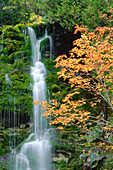 Herbstfarben, La Chute, Forillon National Park, Quebec, Kanada