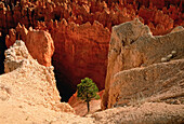 Lone Pine Tree, Sunset Point Bryce Canyon National Park Utah, USA